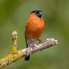 Poster - Eurasian bullfinch male insta