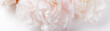 Leinwandbild Motiv Romantic banner, delicate white peonies flowers close-up. Fragrant pink petals
