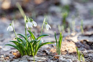 Spring sunny day in the forest, Easter picture