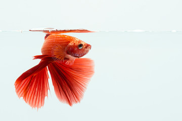 Wall Mural - Red betta fish, siamese fighting fish on black background