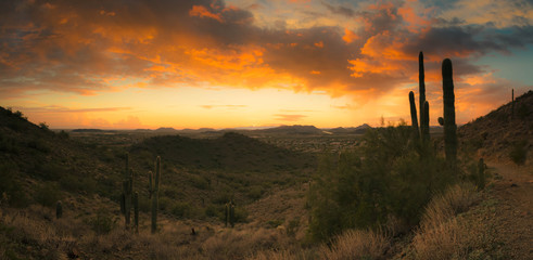 Wall Mural - A panorama featuring a sunset in the desert outside of Phoenix, AZ.  This image looks to the west with saguaro cactus and mountainous desert terrain.