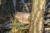 Fototapeta Lawenda - Fomes fomentarius. Bracket fungus growing on trunk of a birch