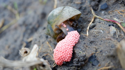 Wall Mural - snails lay eggs in rice fields