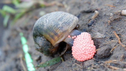 Wall Mural - snails lay eggs in rice fields