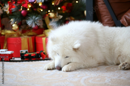 Samoyed Near The Sofa In Apartment This Stock Photo And Samoyed Near The Sofa In Apartment