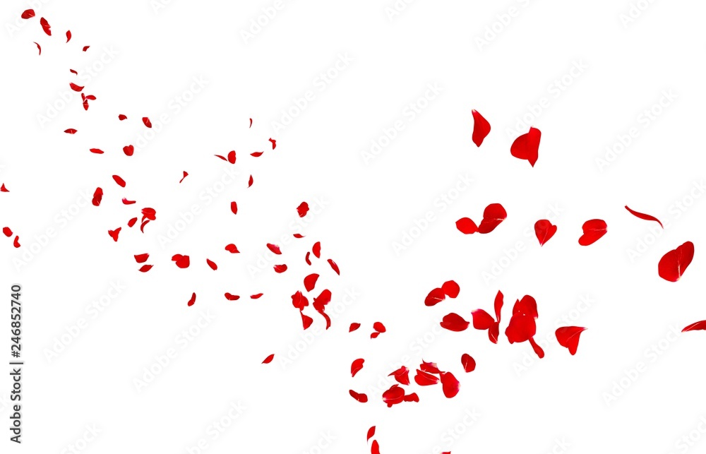 Red rose petals fly into the distance - obrazy, fototapety, plakaty 