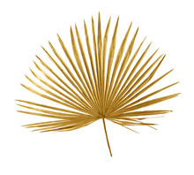 Tropical Golden Leaf Palm Tree On White Background. Top View, Flat Lay