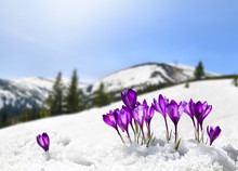 Spring Landscape Of Blooming Flowers Violet Crocuses ( Crocus Heuffelianus ) On Glade In Mountains Covered Of Snow. Carpathian Mountains