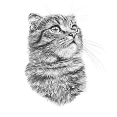 Black and White Drawing of a cute Cat. Cat head isolated on white background. Pencil, ink hand drawn realistic portrait. Animal collection. Good for print T-shirt, banner. Art background for design