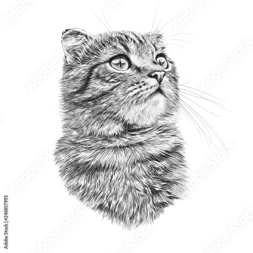 Black And White Drawing Of A Cute Cat Cat Head Isolated On White Background Pencil Ink Hand Drawn Realistic Portrait Animal Collection Good For Print T Shirt Banner Art Background For Design