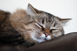 © Inna Zakharchenko - Lazy cat sleeping on a leather couch. Closeup.