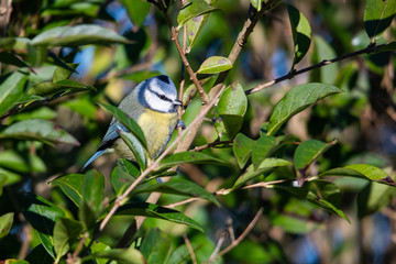 Wall Mural - Blue Tit