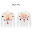 Breathing. Movement of ribcage during inspiration and expiration. diaphragm functions.