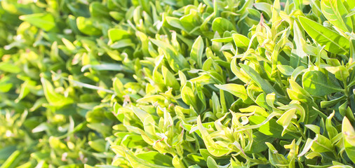 green lawn or field with various kind of green plant or grass view from top