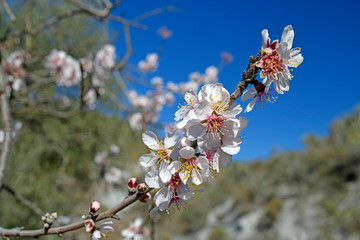 Sticker - Mandelblüten (Prunus dulcis) in Andalusien (Spanien) - Almond blossoms