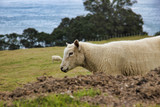 Fototapeta Konie - sheep in a field, Mount Maunganui, New Zealand