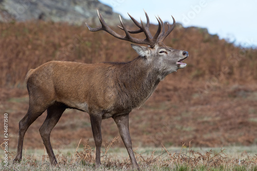 Fotomural Red Deer Stag Bolving (Cervus elaphus)/Red Deer Stag bellowing for his hinds