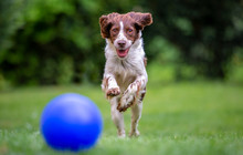Young Springer Spaniel Having Fun Chasing A Blue Ball Across The Lawn.