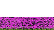 3d Rendering Of Row Of Flowers Isolated On A White Background For Architectural Use Which Can Be Easily Cut