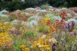© MXW Photo - Flowers in many colors in Perth botanical garden with its collection of Western Australia