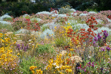 Flowers In Many Colors In Perth Botanical Garden With Its Collection Of Western Australia