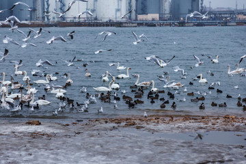 Many wild ducks and swans in the cold winter water of the bay ask people for food. Hungry wild gulls and swans compete for food in the winter in open water. Seabirds winter in the open sea bay