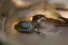 Three-toed Box Turtle Close-up Free Stock Photo - Public Domain Pictures