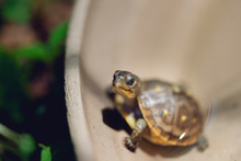 Three-toed Box Turtle Close-up Free Stock Photo - Public Domain Pictures