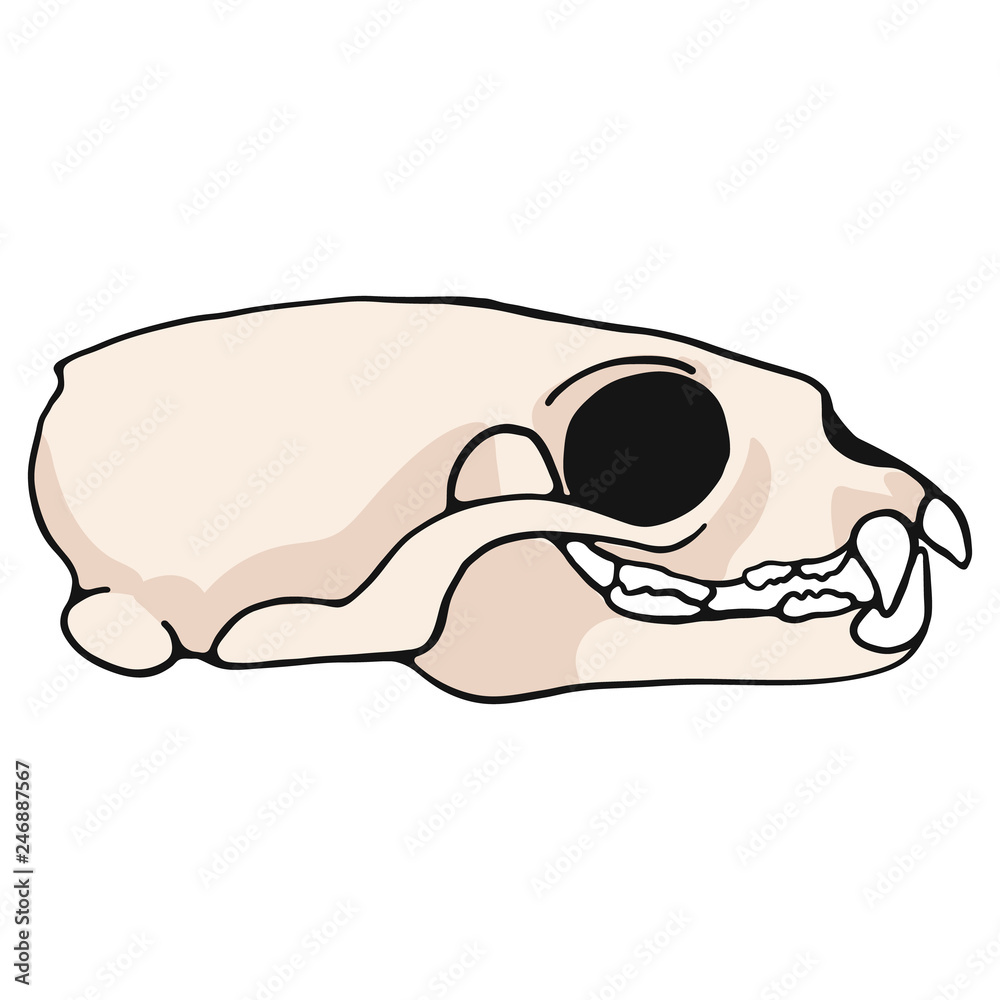 Mink skull cartoon vector illustration motif set. Hand drawn isolated weasel  bone elements clipart for nature blog, natural history bone skeleton  graphic, anatomy education web buttons. Stock Vector | Adobe Stock, image size:1000x1000