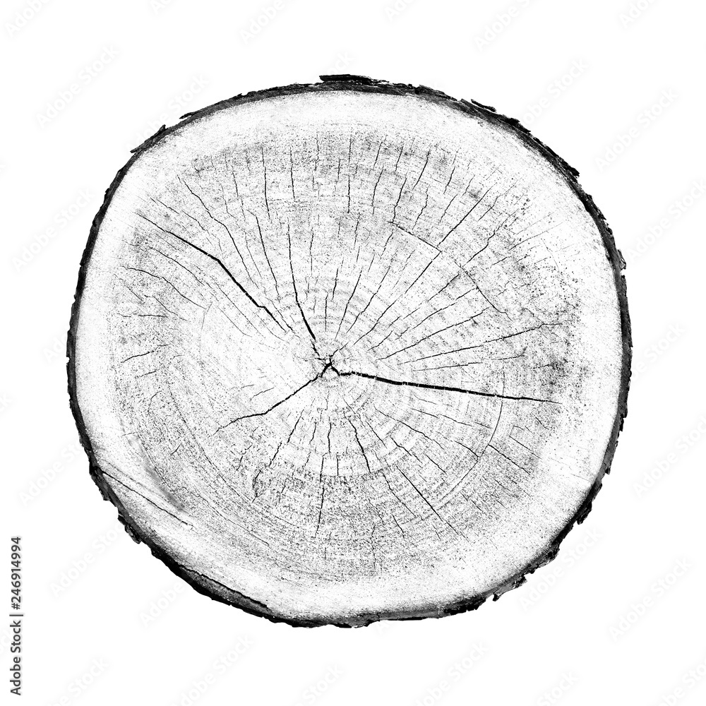 Wood texture of growth ring pattern from a slice of tree. Cut monotone wooden stump isolated on white. - obrazy, fototapety, plakaty 