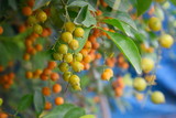 Fototapeta Kuchnia - Colorful fruit of a small natural beauty. 