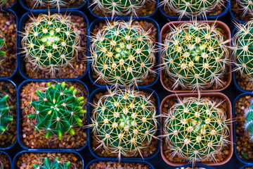 Wall Mural - Top view Mammillaria nivosa cactus baby plants on blue background.