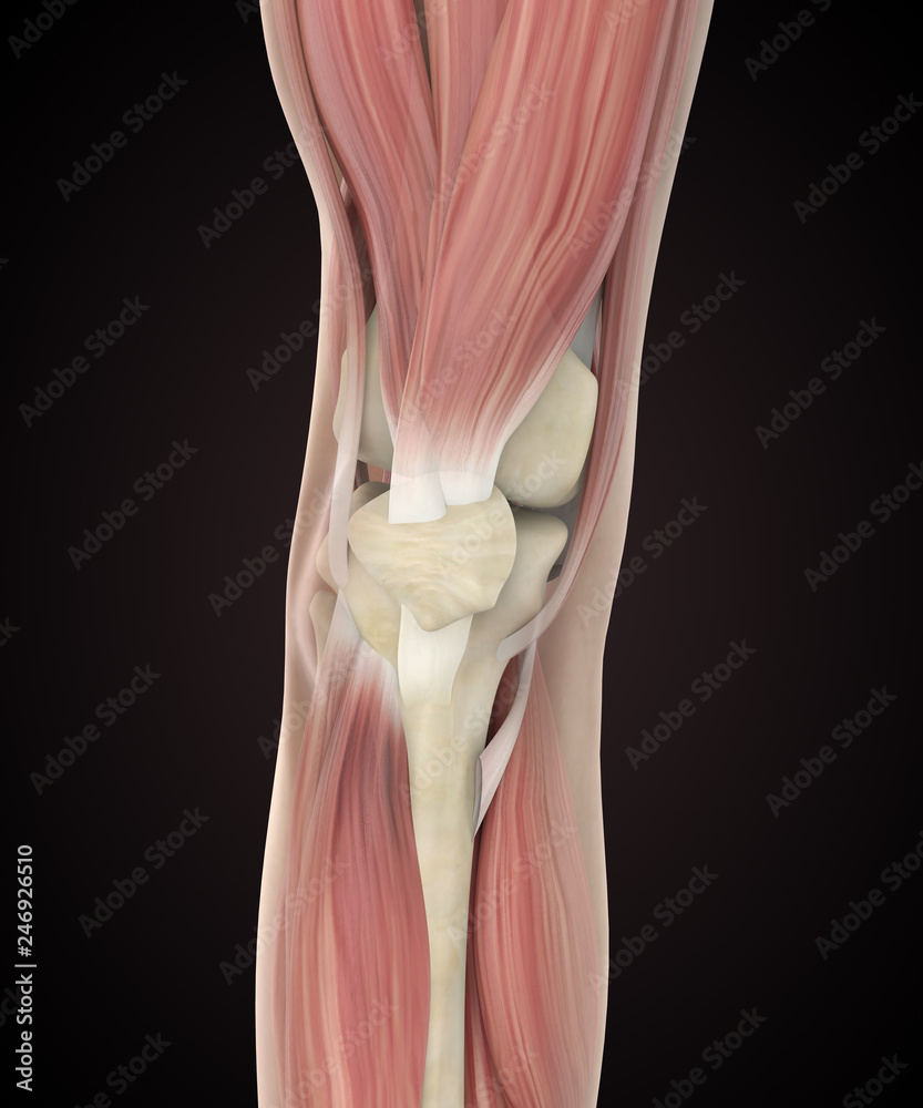 Knee Joint Muscle Anatomy Stock Illustration | Adobe Stock