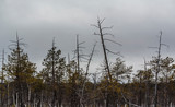Fototapeta Na ścianę - Swamp with dry trees in cloudy weather 2