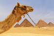 camel against Great pyramids of Giza, Egypt