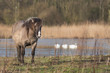 A Konik- or Wild horse near a pond