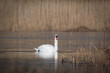 Swan swiming solo