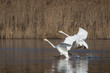 Wild Swan landing on the water