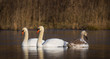 Swan family having a swim