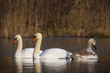Swan family having a swim