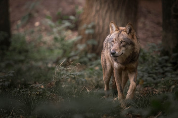 Fotoroleta zwierzę las dzikie zwierzę dzikość wilk