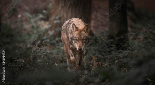 Wolf walking in the woods Wallpaper Mural