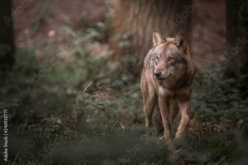 Photo  Wolf in the forest