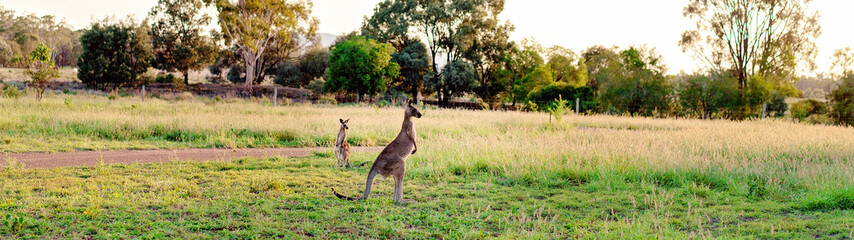 Wall Mural - Two Australian Kangaroos Looking Towards The Sun