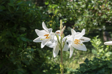 Beautiful white flowers