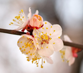 Canvas Print - Spring flowers of apricot tree.