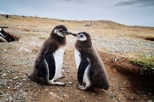 Penguin Chicks At Isla Magdalena In Chilean Patagonia