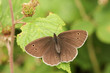 A Ringlet Butterfly (Aphantopus hyperantus) perched on a leaf.