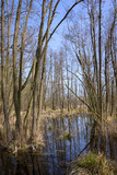 Fototapeta Las - In Brandenburg, there are numerous moors and other wetlands