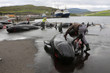 The killed black dolphins are being cut by the inhabitants of the commune of Runavik, Faroe Islands